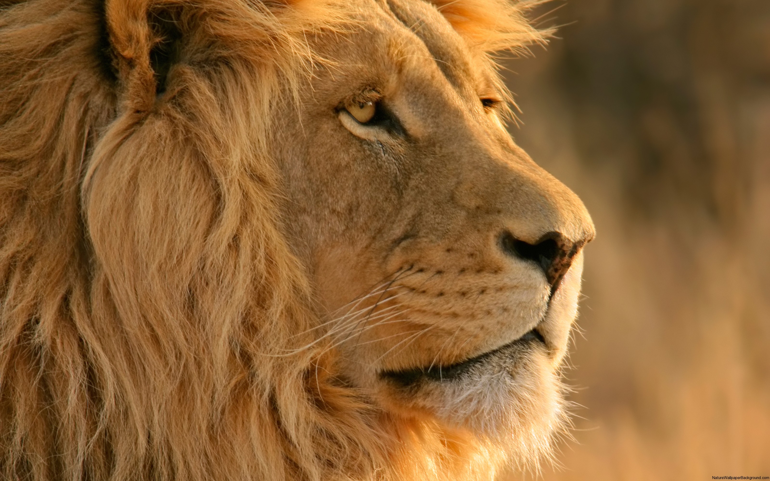 Lion at a Western Cape private game reserve