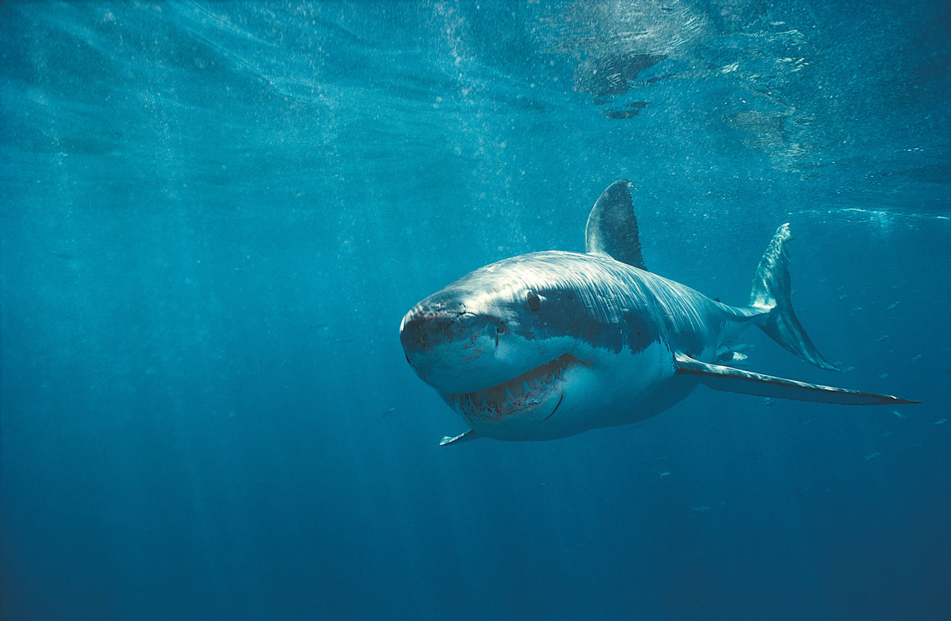 Shark from the Gansbaai shark cage diving tour gallery
